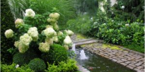 Montáž hortenzie - přistání a péče v otevřené půdě